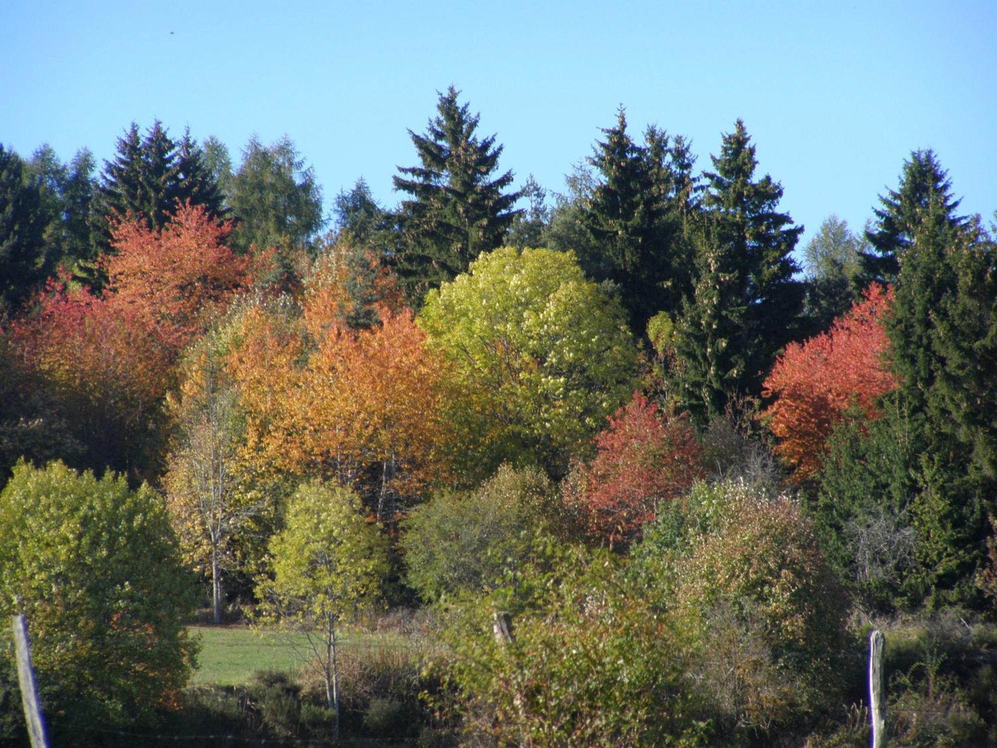 Gergovia Super Besse