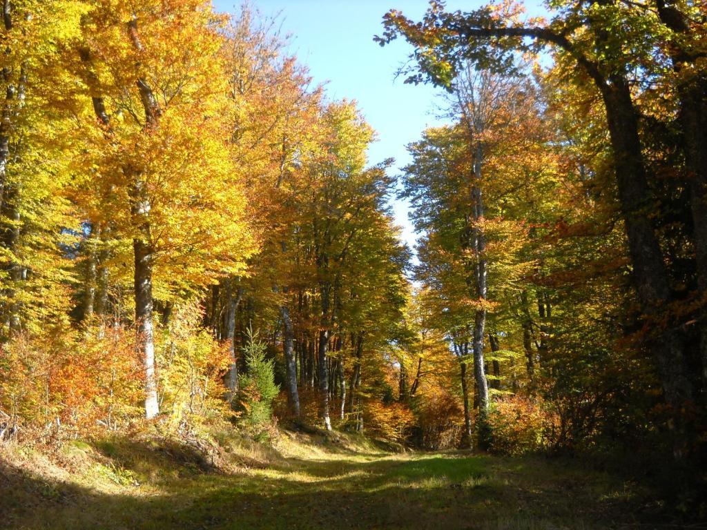 Gergovia Super Besse